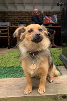 #LOST #DOG WICKET Adult #Female Brown #Crossbreed Small #Spayed Very Fluffy Tail Wearing Collar & I.D. #Missing from Ashdown Forest Townsends Car Park #WychCross #EastSussex #RH18 South East Sunday 5th May 2024 #DogLostUK #Lostdog #ScanMe doglost.co.uk/dog/192021
