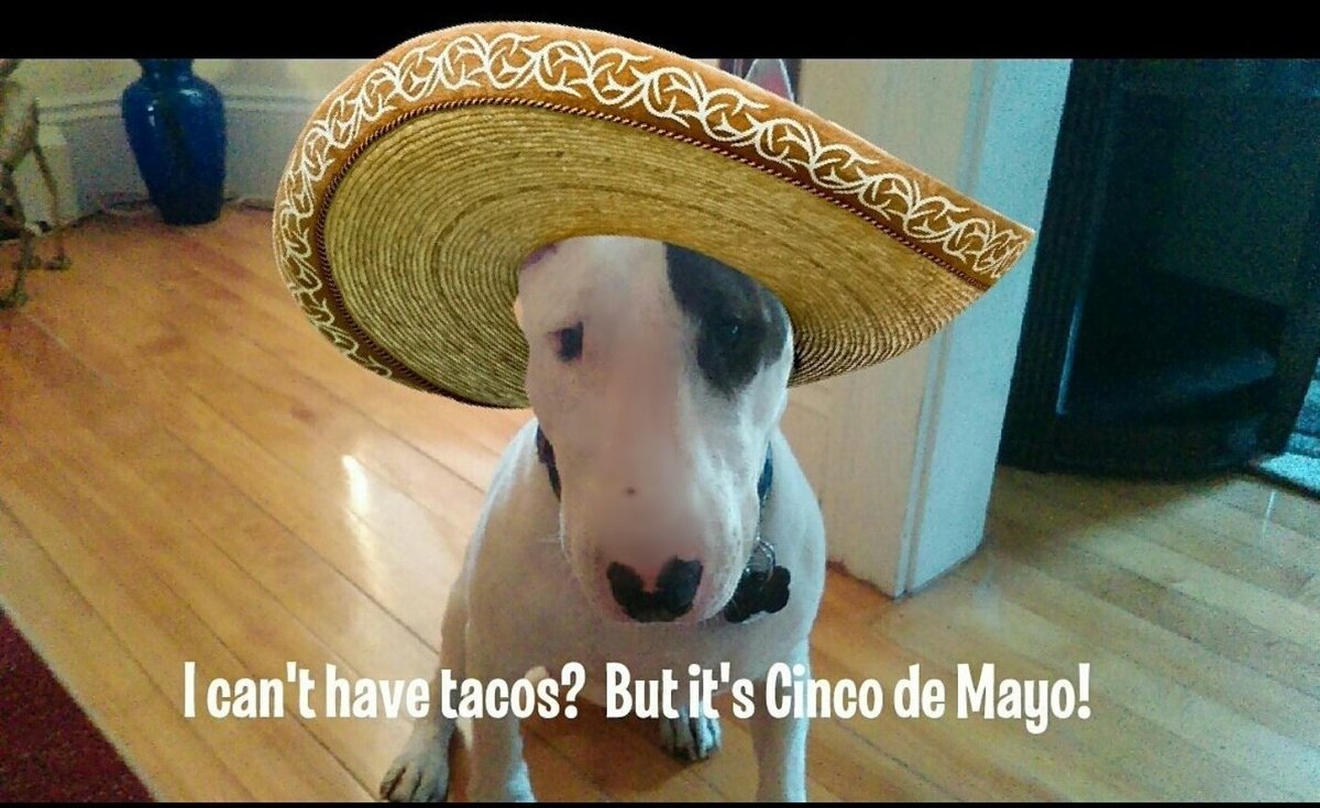 This pic is a few years old. The disappointment is obvious. I know now not to get my hopes up #CincoDeMayo2024 #Dogs