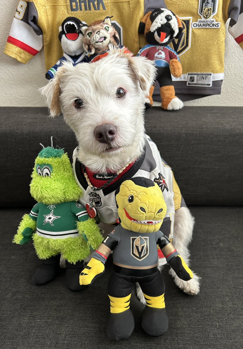 I’m ready for the hockey! ~ Deke🐾 #GoKnightsGo #VegasBorn     #VGKvsDAL #LetsDoThatHockey #GameFace #StanleyCupPlayoffs