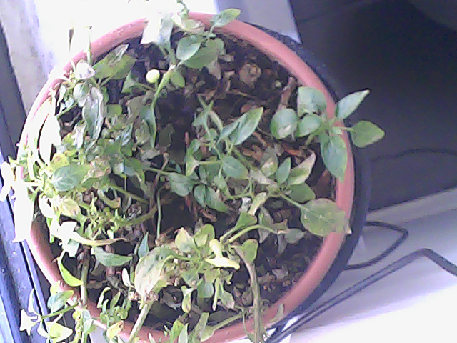 Just another day of photosynthesis and chill on the window ledge #PlantPower #WindowViews By the way temperature is 16C
