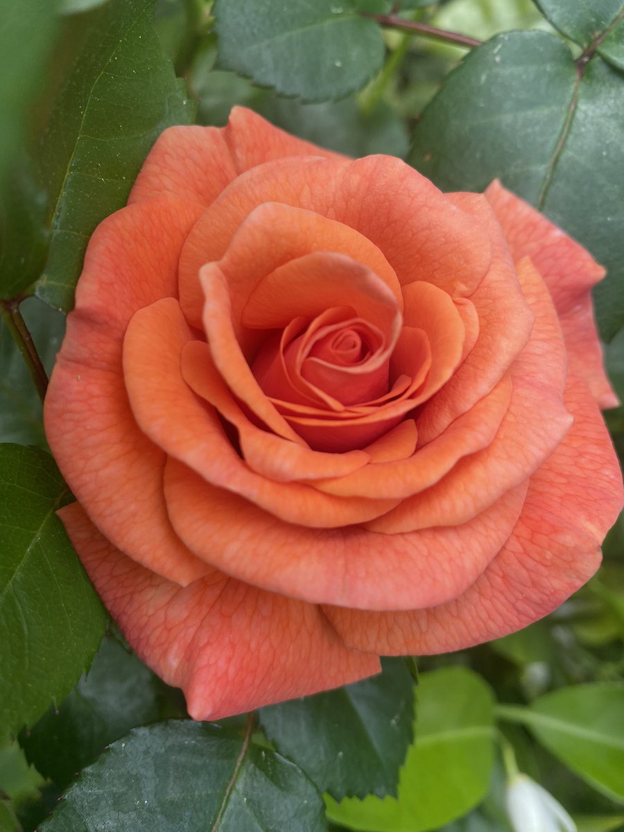 Let’s forget about trump today. Sending you love with my garden roses. Thank you for being a friend. 💙💙🥂