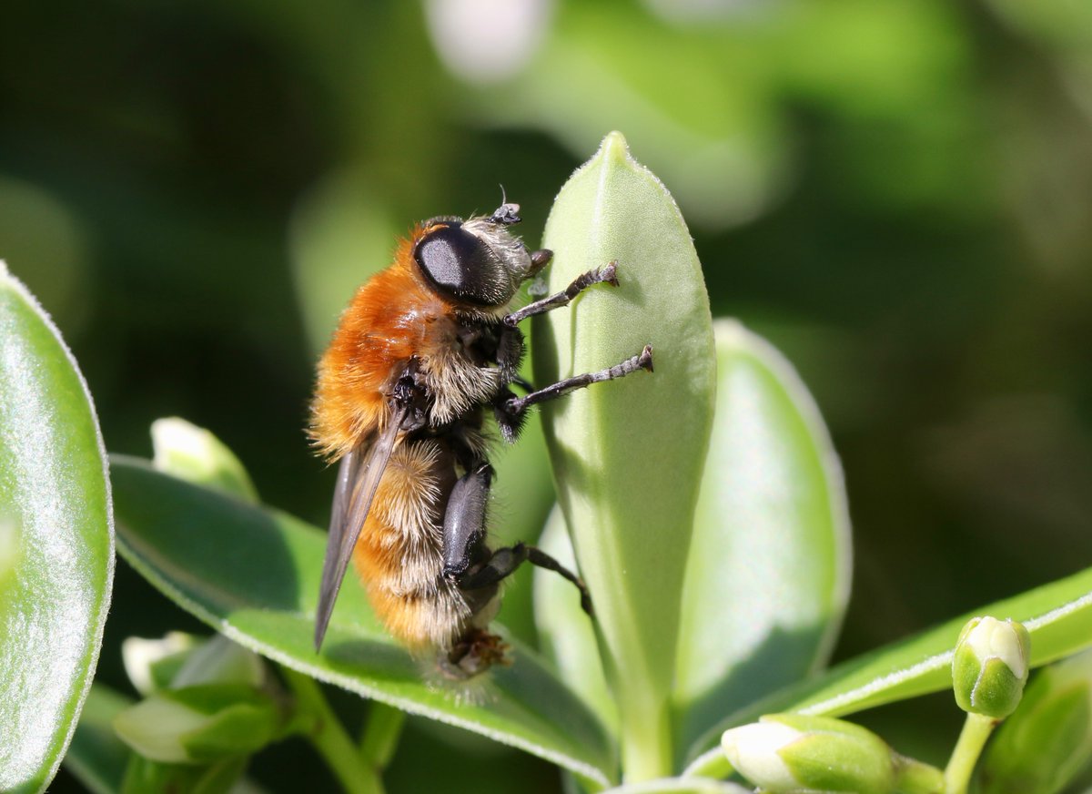 Peter Ransome tweet media