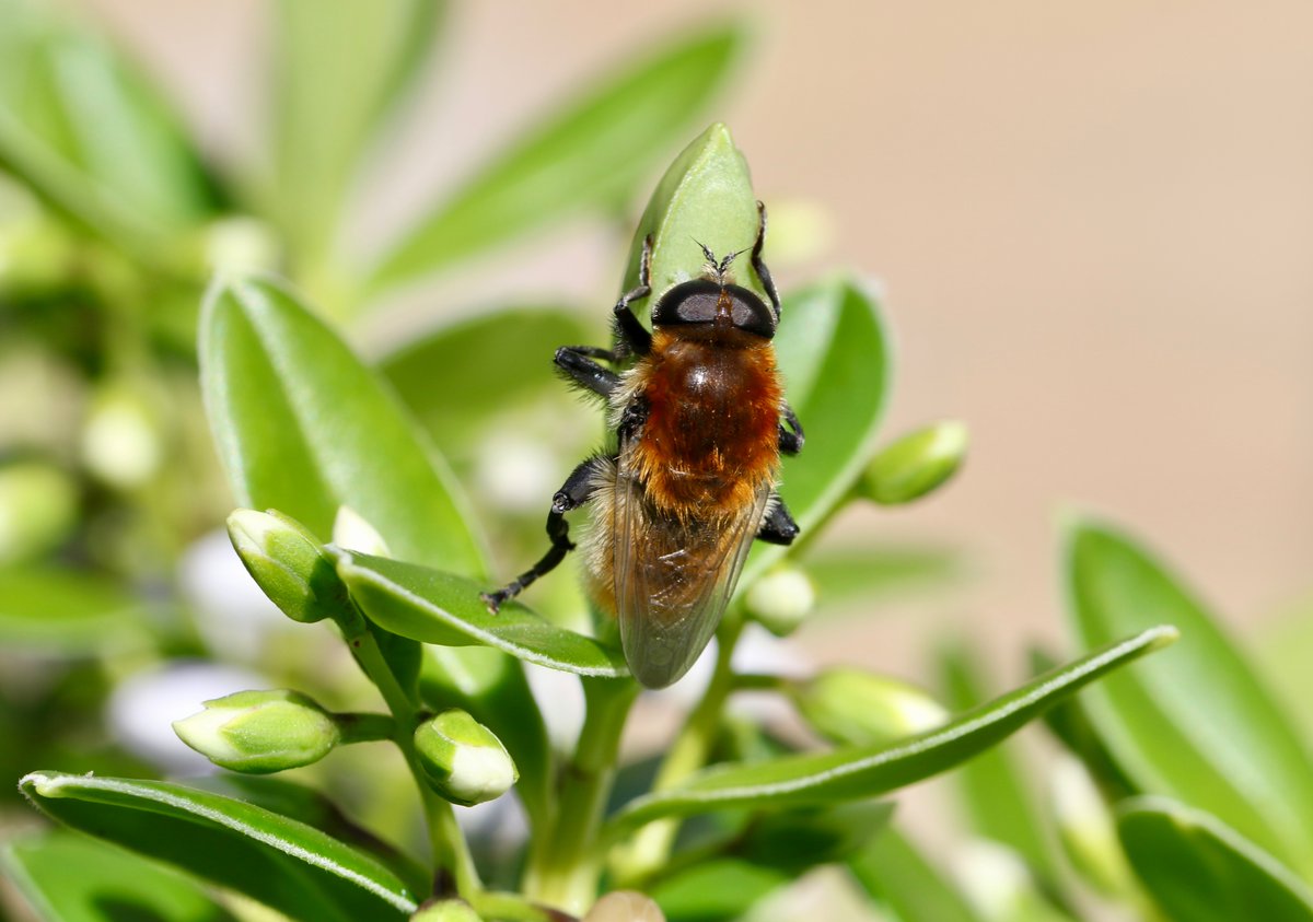 Peter Ransome tweet media