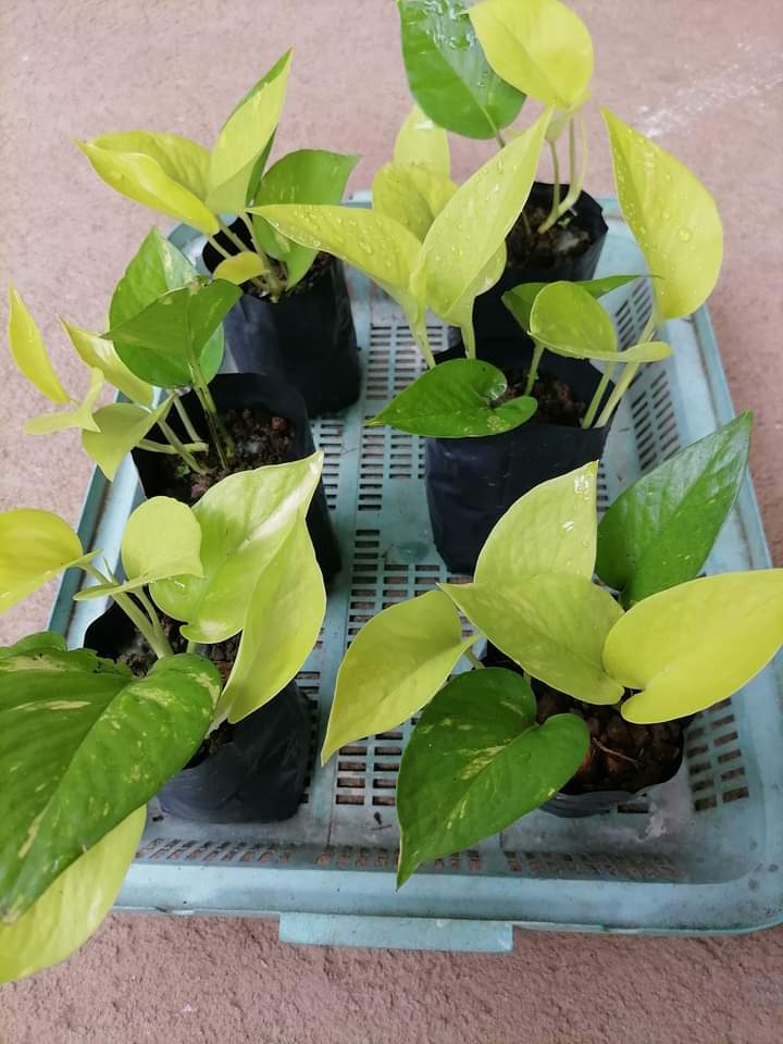 Unlock Prosperity: Expert Tips for Flourishing Money Plants at Home

vagaa.lk/listing/golden…

#SriLanka #traveladdict #indoorplants
#plantsofinstagram #plantparenthood #plantcare
#houseplants #plantlove
