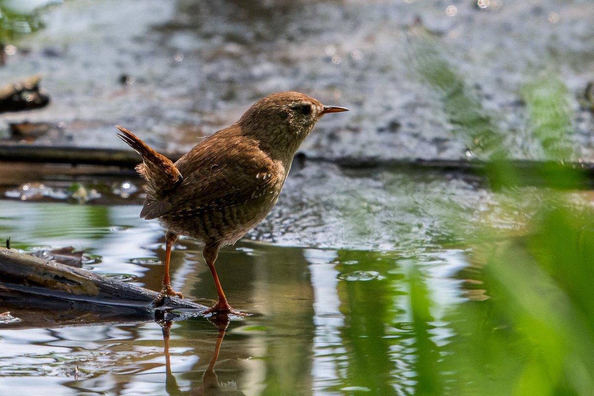 Wren cooling off today #WyverlaneNR @DerbysWildlife