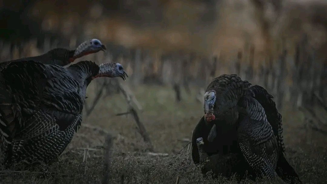 Illinois turkey season has been ROCKING! Drop your last turkey photo.