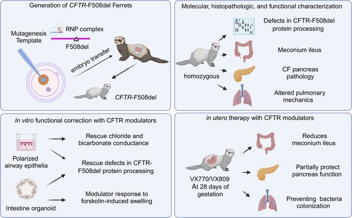 🔬 Using primary intestinal #organoids and air-liquid interface cultures of airway epithelia, scientists demonstrated that the 🧬 F508del mutation in ferret #CFTR results in a severe folding and trafficking defect. 📖 @JCI_insight | bit.ly/44sFG07
