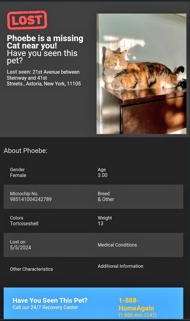 📢🆘️🗽🇺🇸😿Please RT to find Phoebe #NYC #missingcat #lostcat #Queens #CatsOfTwitter #CatsOfX @HAPetRescuer