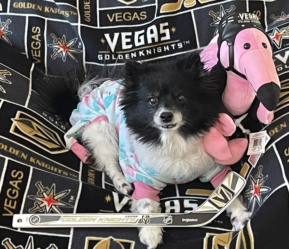 Don’t need to say a word as to how important this game is.  @GoldenKnights & #VegasBorn knows what needs to be done right now with the #LuckyVGKNoseBoops w/ @VGKFlamingo helping me.  #BringItOn 

#VGK9Krew
❤️🐼🐶

PS @BizNasty2point0, when VGK wins, you need to repost my presser!