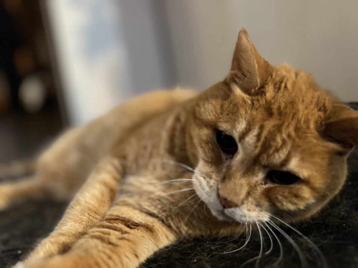 チャン太の美の秘訣

・好きな時に寝る
・好きな時に食う
・好きな時にうんうんをする
・些細なことで人間を噛み、ストレスを溜めない
・反省や後悔と無縁

これだ！