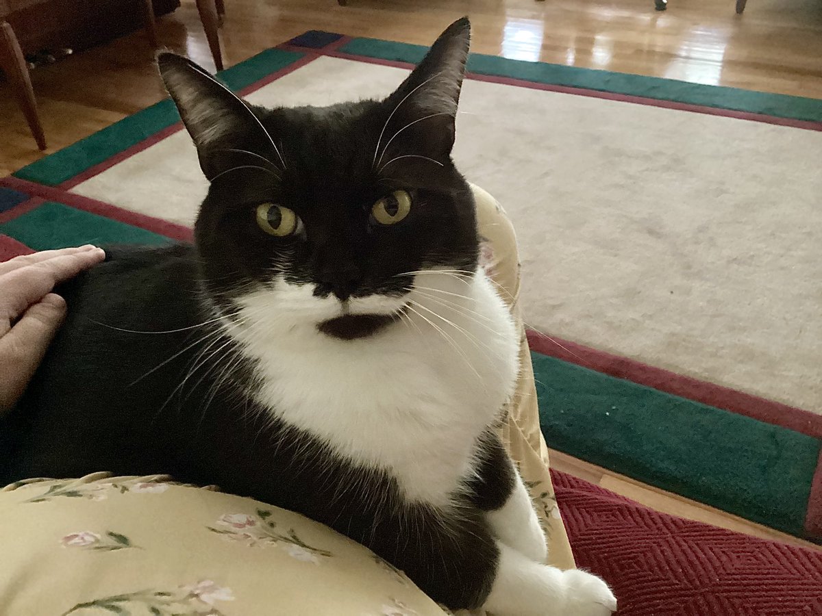 Cookie giving me some love! #Cat #Tux #TuxedoCat #Catto #RescueCat #CuteCat #Kitty #KittyCat #CuteKitty #CatsOfTwitter