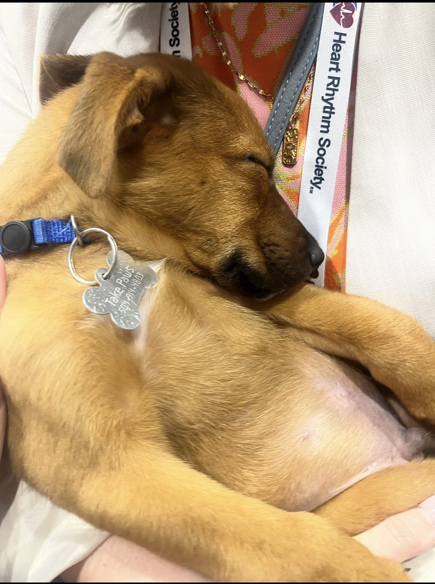 ECG_Emily's tweet photo. Really looking forward to seeing everyone at #HRS2024, but I have an important question for @HRSonline… Will the Take A Paws puppies be making a return this year? 🐶 ❤️ #TakeAPaws https://t.co/WAulfMV0Xg