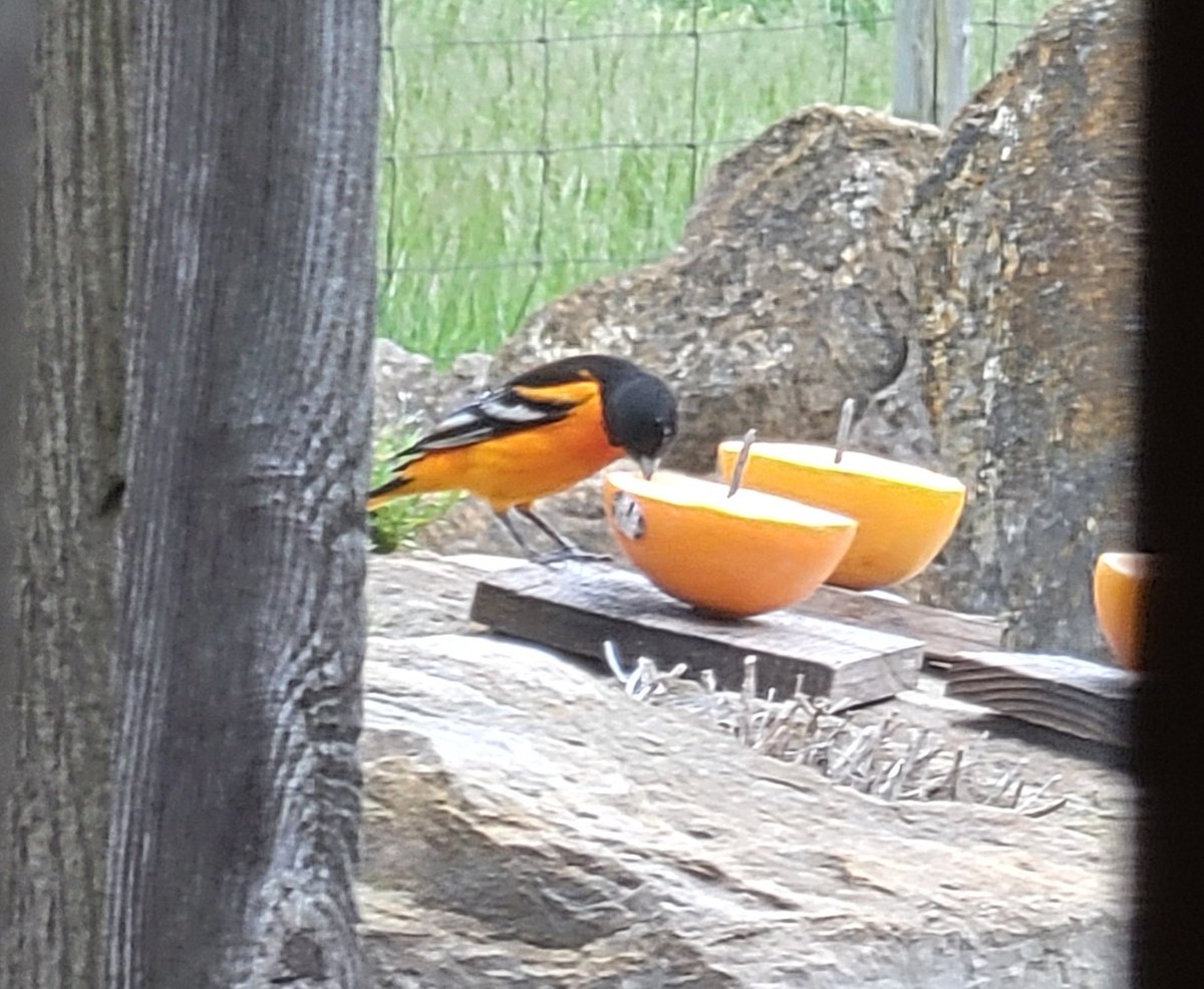 We've had our oranges and grape jelly out for over two weeks and finally the Orioles show up just now. 

@TugboatPhil @SconniBadger1