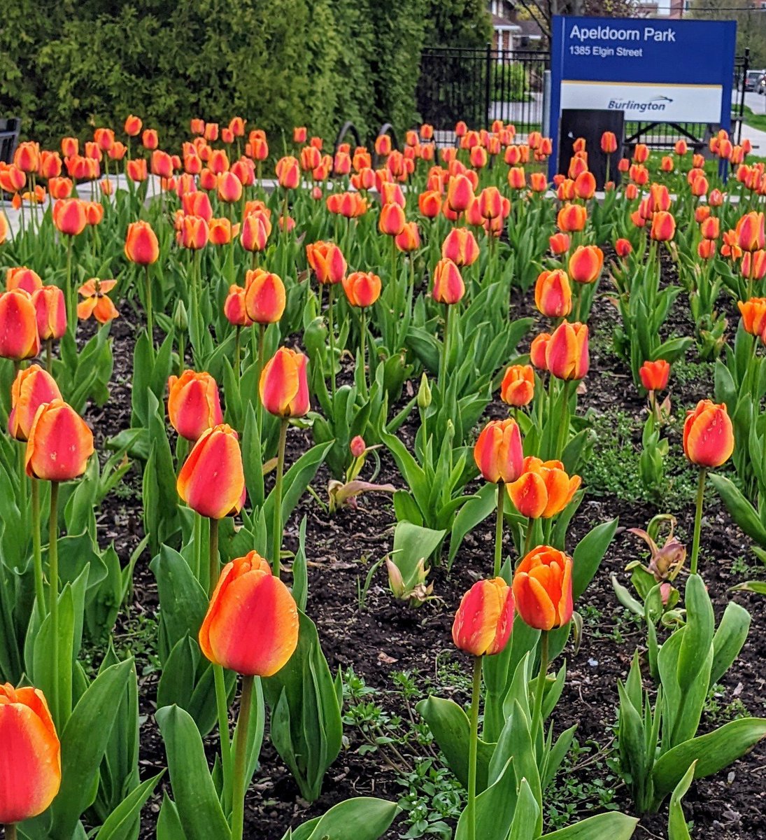 Orange tulips Apeldoorn Park today.