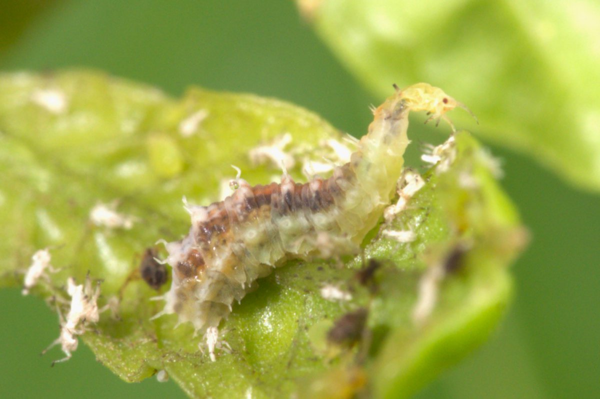 Andrew D Young (@adipterayoung) on Twitter photo In Costa Rica teaching the ENVS*4260 Field Entomology course!
Found an aphid-infested bush with <a href="/syrphlarv/">Alice Dabrowski</a> and took some in-situ photographs of this Dioprosopa clavata feeding. Very pleased with this shot! In Costa Rica teaching the ENVS*4260 Field Entomology course!
Found an aphid-infested bush with <a href="/syrphlarv/">Alice Dabrowski</a> and took some in-situ photographs of this Dioprosopa clavata feeding. Very pleased with this shot!