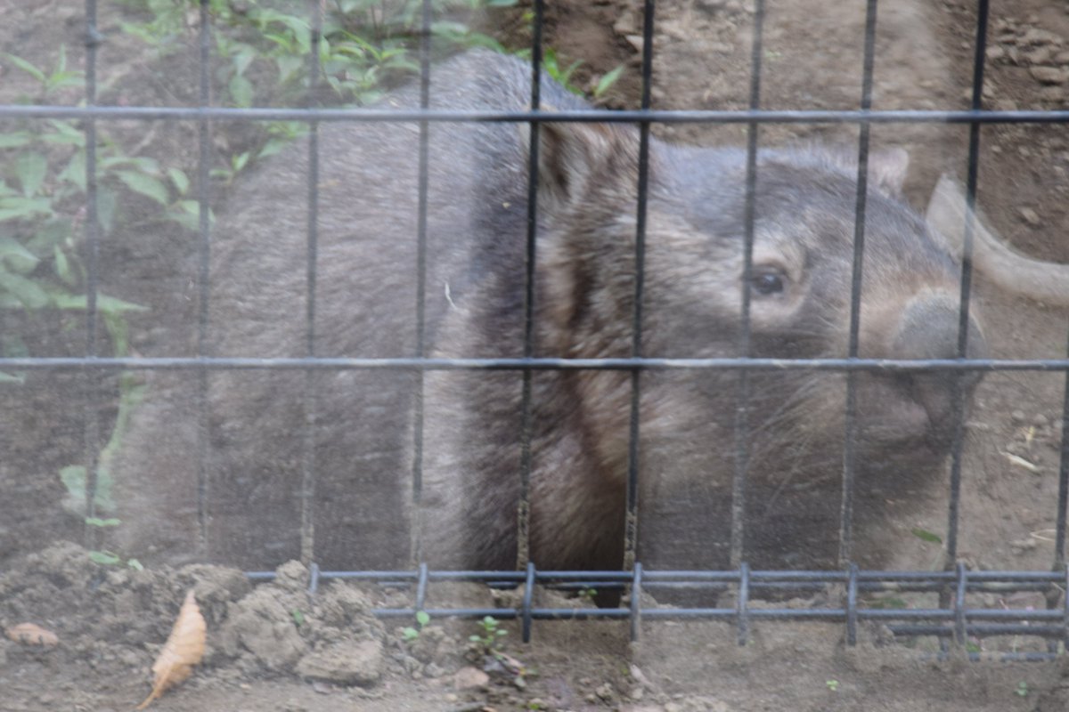 茶臼山動物園 2023/10/28
時系列逆ですが、モモコちゃん待つウォレスくん、モモコちゃんとウォレスくん仲が良いな、おはようございます。今日も一日よろしくね～