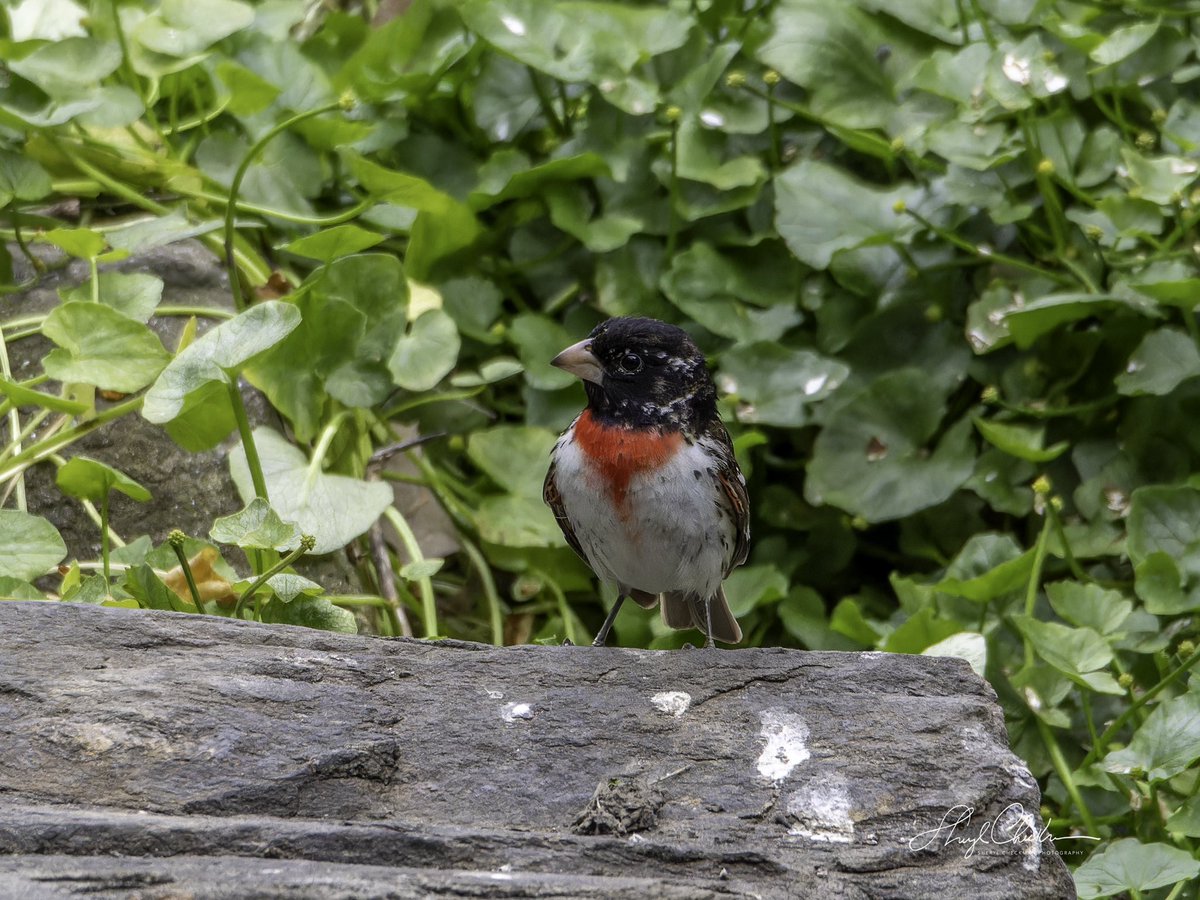 A Rose-breasted Grosbeak came down for a late afternoon swim at the Bathing Rock in Saturday. He was very nicely giving great views!
#rosebreastedgrosbeak #springmigration #birdcpp