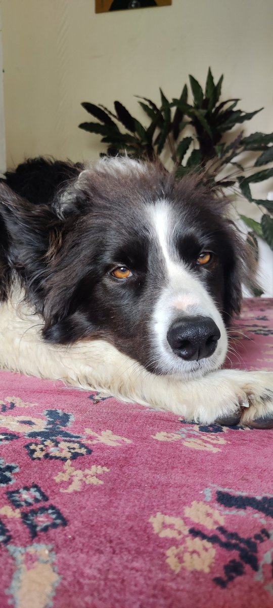 Too tired to work 😴 #hardlife
#bordercollie #farmdog #doggo #sqidge #boop #tired