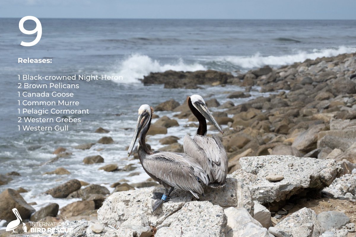 #ICYMI: “Blue” the Brown Pelican who had her severed pouch repaired, earned her blue band and now back in the wild! Look out for Blue ID # 2E8. She might still be with her close companion, 2E9!