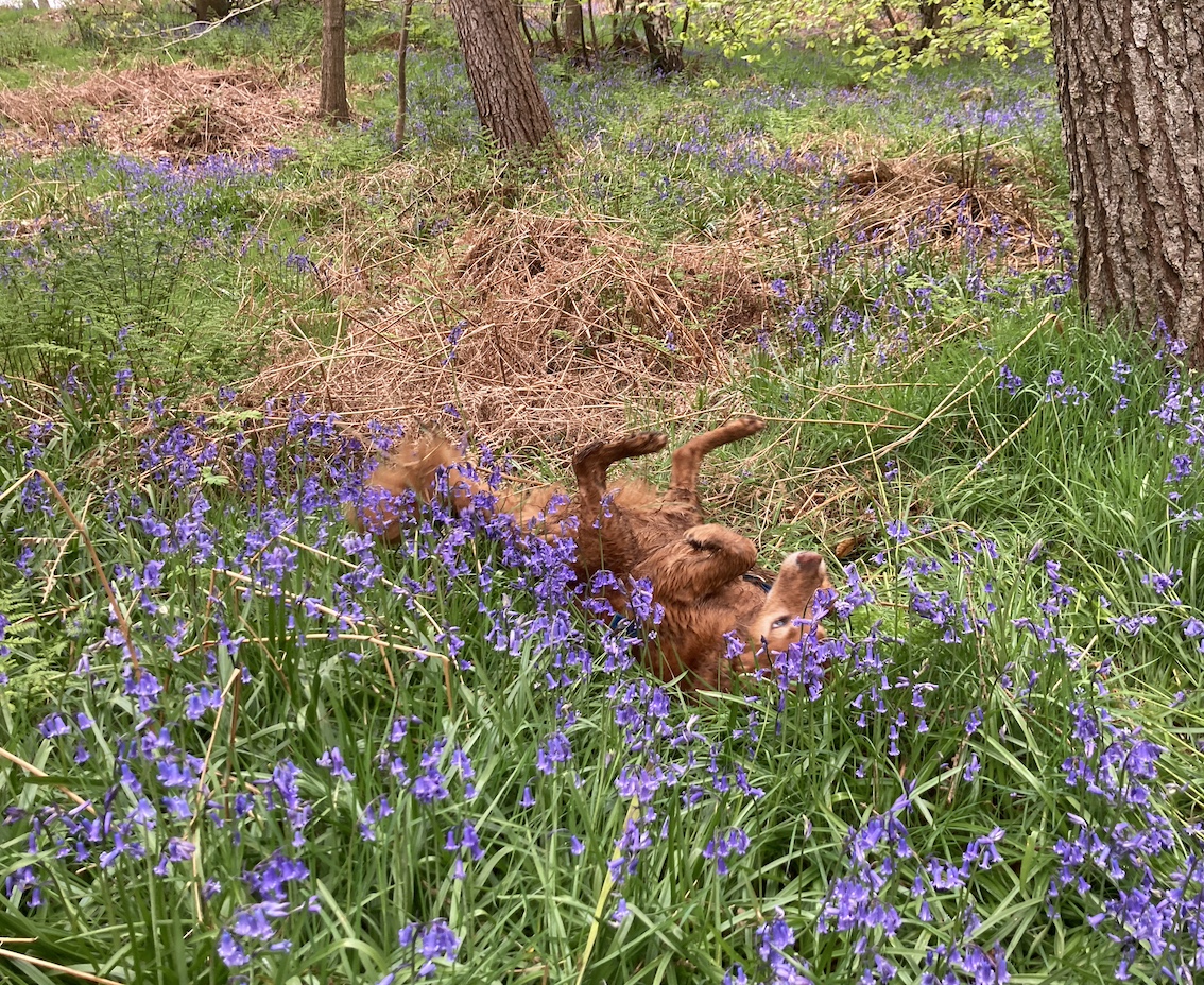 Dalkeith country park this afternoon. Beautiful woodland and peak bluebell season. I imagined majestic photos of red dog against blue carpet. Instead -