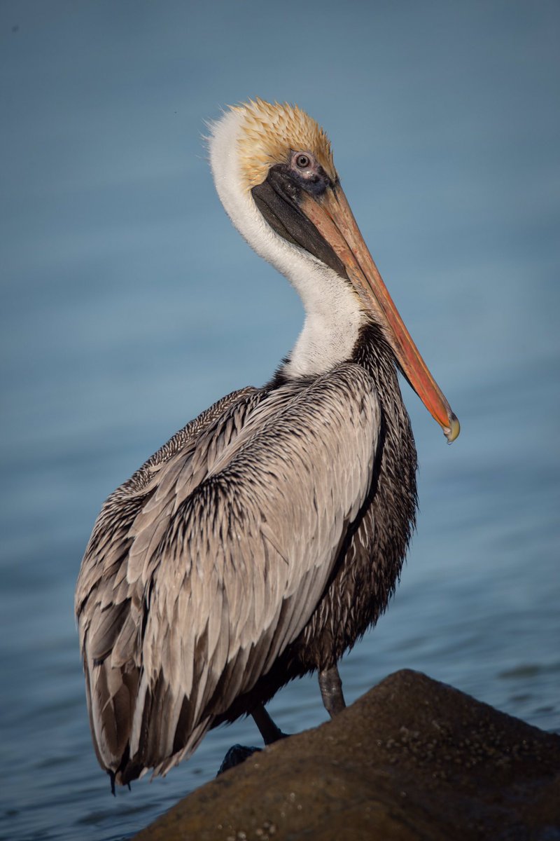 Good afternoon #TwitterNatureCommunity 📸🪶

Here’s the Brown Pelican in its breeding colors… quite the fancy attire for this coming break goer. 
Image taken at the Northern Jetty, Florida. 

#BirdsOfTwitter #BirdTwitter
