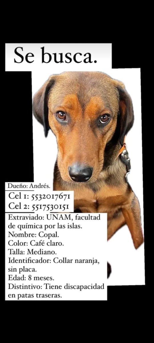 #CDMX ayúdanos a encontrar a Copal @MascotasSismo @CaninaAmber @UbicapetMexico @PerrosPerdidosA @PerrosPerdidosA @PrrosPerdidosMX @PerdiMiMascota @PerdiDogsMx @lawera33 @mascotasdifunde ⁦@dondeestuvo⁩