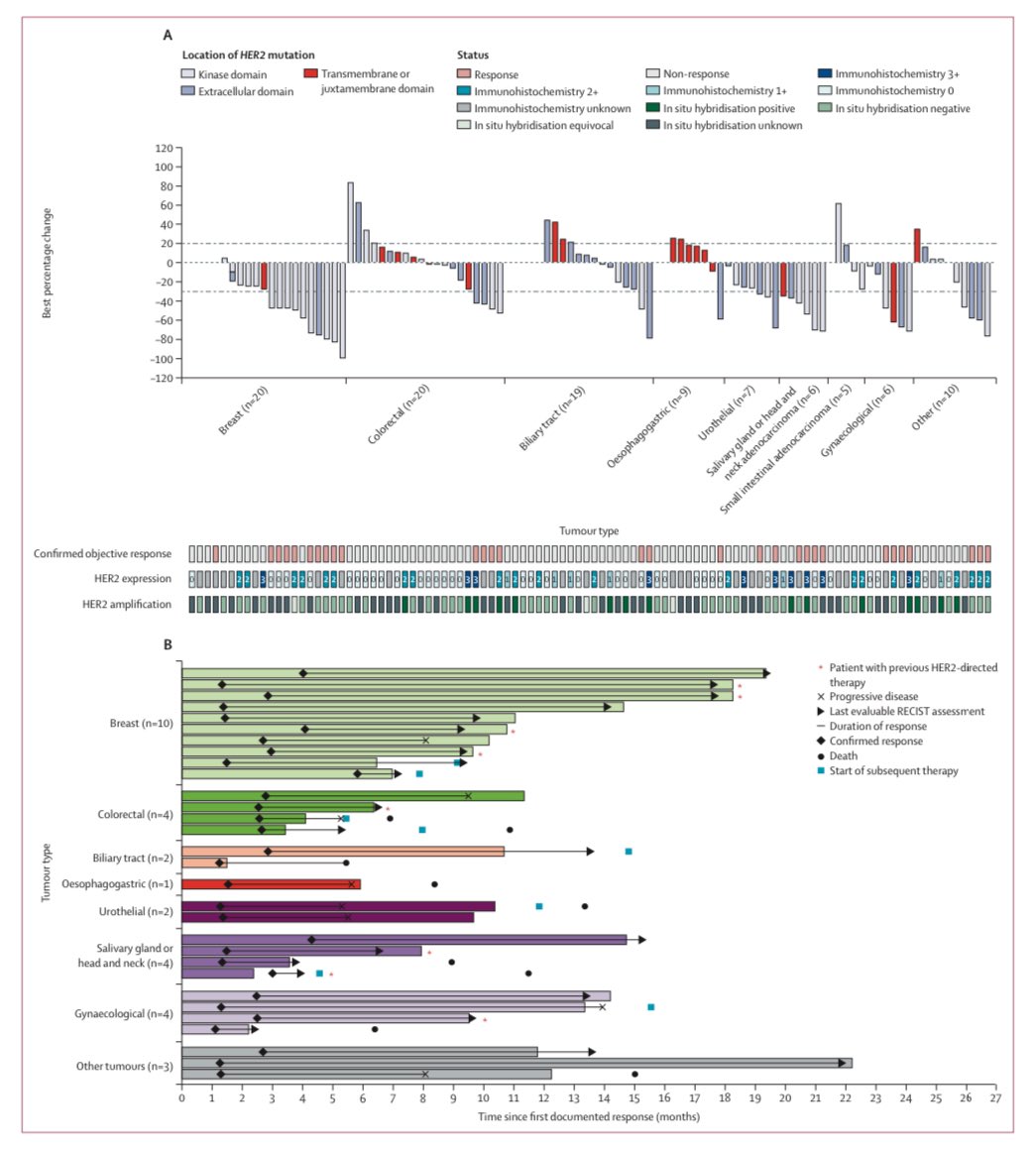 T-DXd is highly active for HER2-mutant NSCLC. Could it work also in other tumors with HER2-mutations? In DESTINY-PT01, 102 pts with solid tumors harboring activating HER2 mutations received T-DXd. ORR 29%, PFS 5.4 months. Highest activity in breast cancer. thelancet.com/journals/lanon…