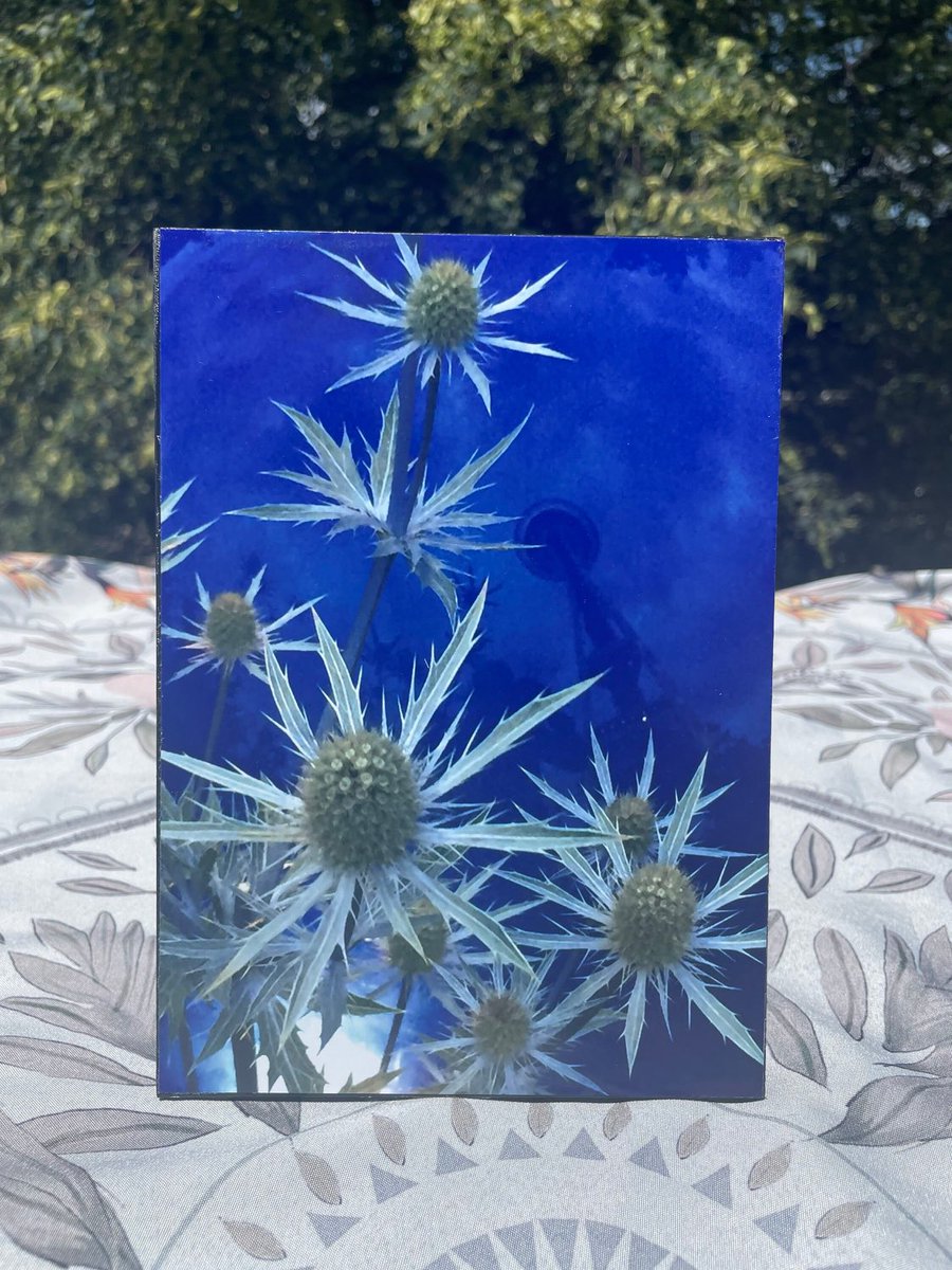 Flower Photograph with #Seattle #SpaceNeedle Reflection on Wood Panel by Peaceful Me Design peacefulmedesign.etsy.com/listing/100190…