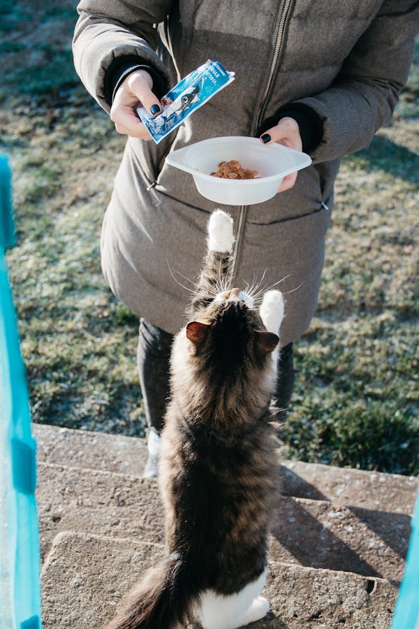 Is your pet's dining setup in need of an upgrade?  Give them the best with our high-quality food and watering dishes.
#pets #petAccessories #petCare #petLife #catsanddogs 
Petworldgoods.com