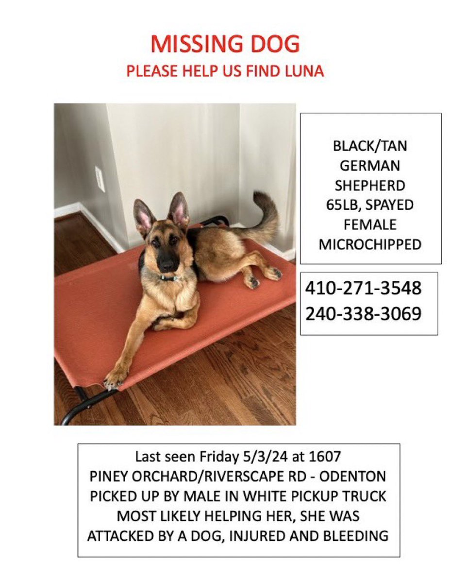 #Missing #Lost 
🐶 Luna 🌕
Black/tan #GermanShepherd Injured 💔 
🗺️ #PineyOrchard #Odenton #MD #Maryland 🇺🇸 #LostDog #FoundDog #GSD #Sheppie #MissingDog #Dogsofx #DogsofTwitter #AnneArundelCounty
wbaltv.com/article/anne-a…