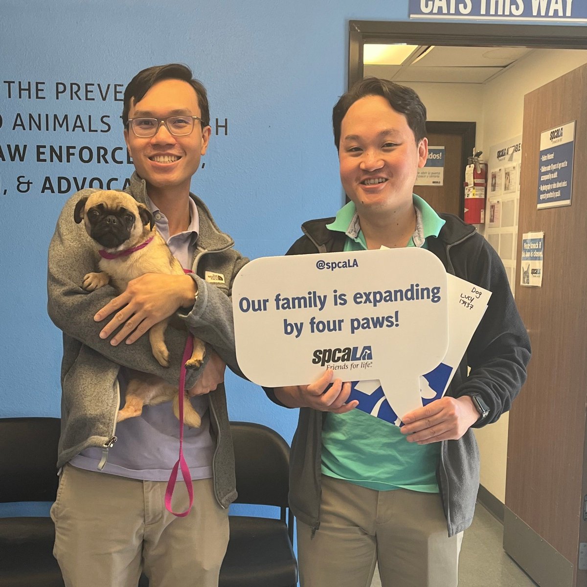 So long, Lucy! This family is expanding by four paws🐾🐾

#FriendsForLife #spcaLAadopt #spcaLAalum #HappyAdoption #AdoptDontShop