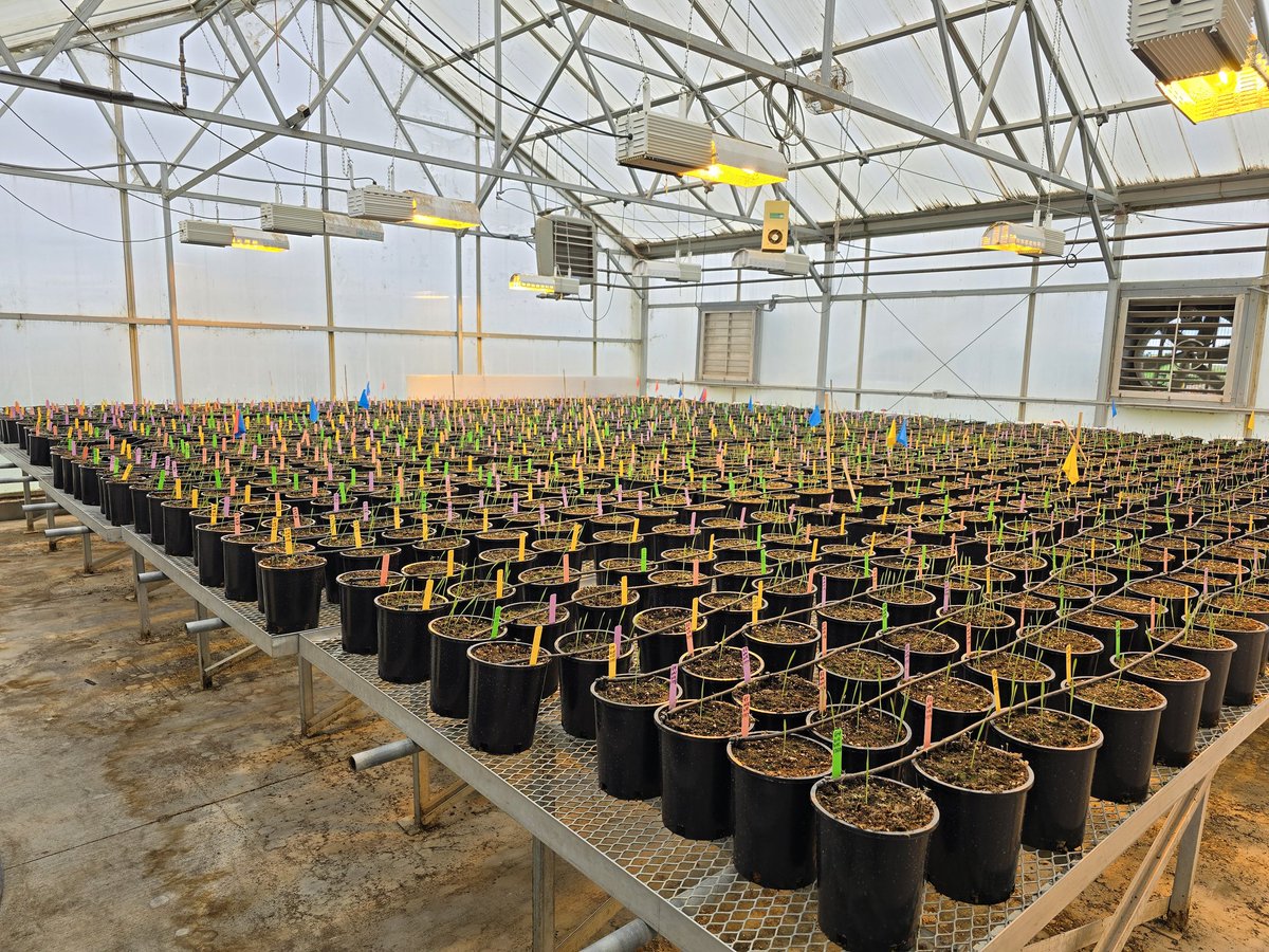 Graduate student project looking at the impact of multigenerational weed competition on wheat. Lots of pots