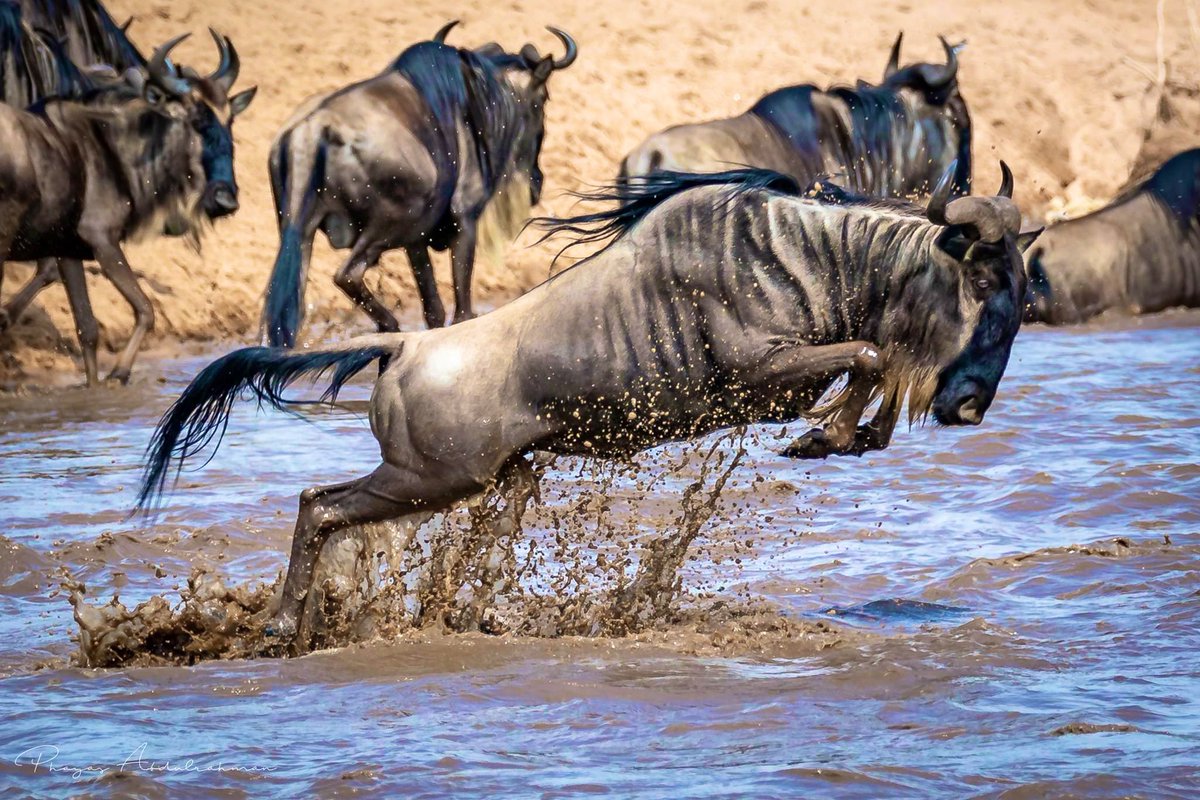 Witnessing the Great Migration in the Masai Mara. Over 1.5 million wildebeest make this epic journey annually. 
#MasaiMaraReserve #AnimalMigration #GreatMigration #MasaiMara #Phayas #Photography #wildebeest