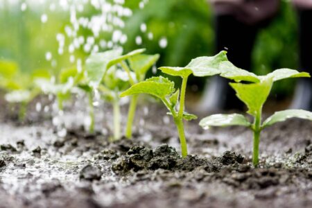 Are you looking for time-saving irrigation methods that will get water right to plants’ roots but won’t water weeds? Wick irrigation and self-watering clay pots are two options to consider motherearthnews.com/organic-garden…