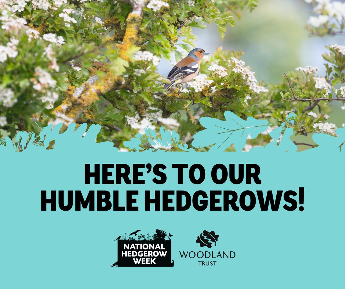 It’s #NationalHedgerowWeek!

🌳 Hedges are an essential refuge for #wildlife and so much more!

💚 They clean our air, capture carbon and fight flooding, but around 118,000 miles of UK #hedgerows have disappeared since 1950. We need them for wildlife, for farming and for us.

1/3