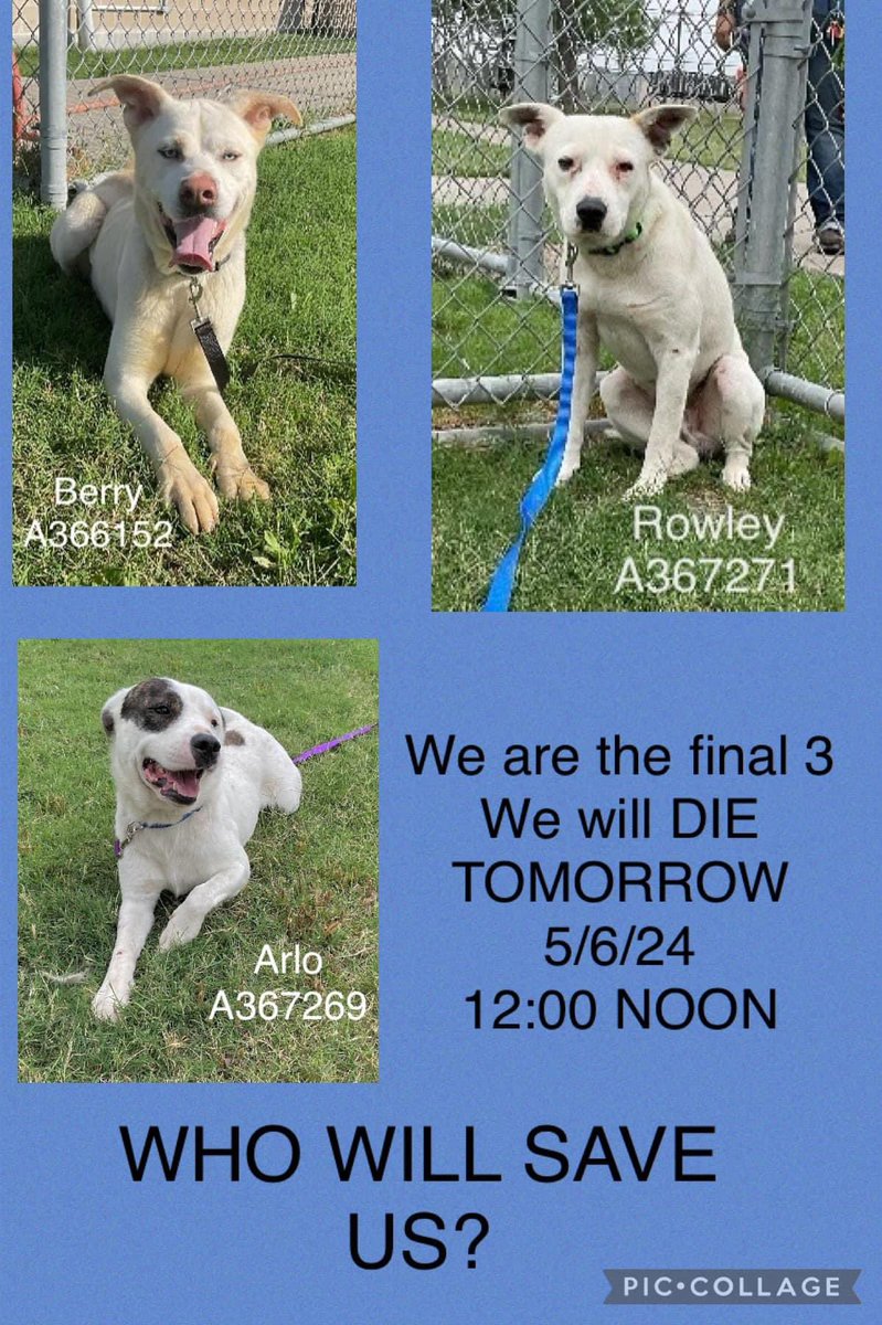 ⏰TIME’s running out
3 innocent babies
NEED A PLAN FAST🚙💨💨💨
Plz HELP…… #Pledge 4 #Rescue
B4 #CorpusChristi AC #TX
TAKE their LIVES AWAY!!
💔BERRY #A366152 beautiful boy SCARED in shelter
💔ROWLEY #A367271 so TIMID it’s heartbreaking
💔ARLO #A367271 he can’t help being…