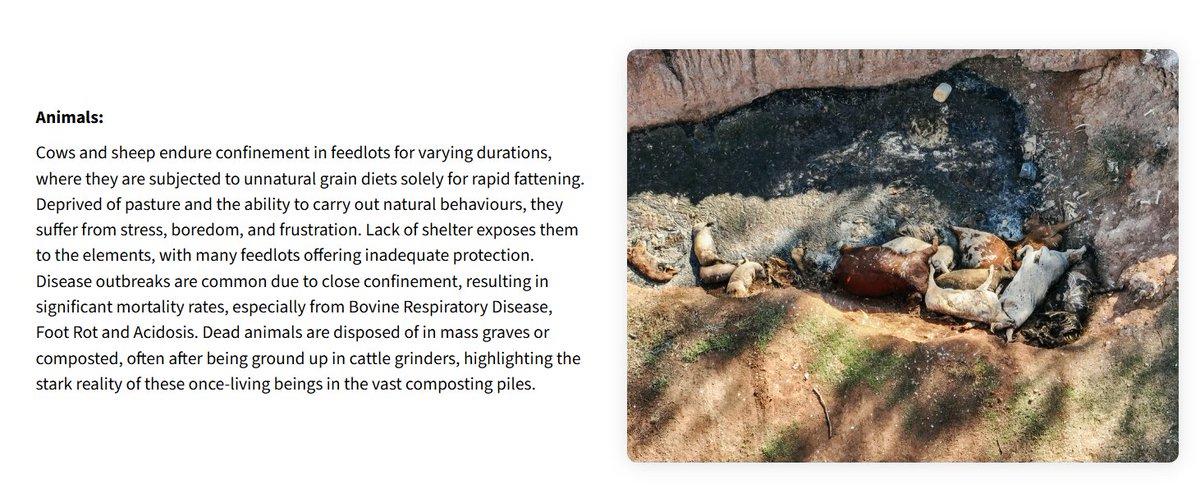 @animalkind_aus 'Deprived of pasture and the ability to carry out natural behaviours, they suffer from stress, boredom, and frustration. Lack of shelter exposes them to the elements, with many feedlots offering inadequate protection. Disease outbreaks are common due to close confinement...'