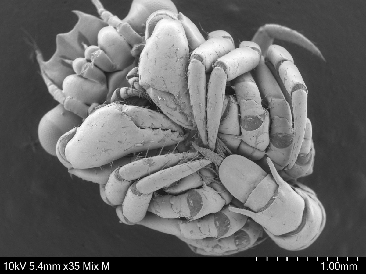 check. it. out. We have a portable Scanning Electron Microscope (SEM) at our bioblitz. This is a crab larva! Photo captured by Carly Janusson (who is not on twitter).