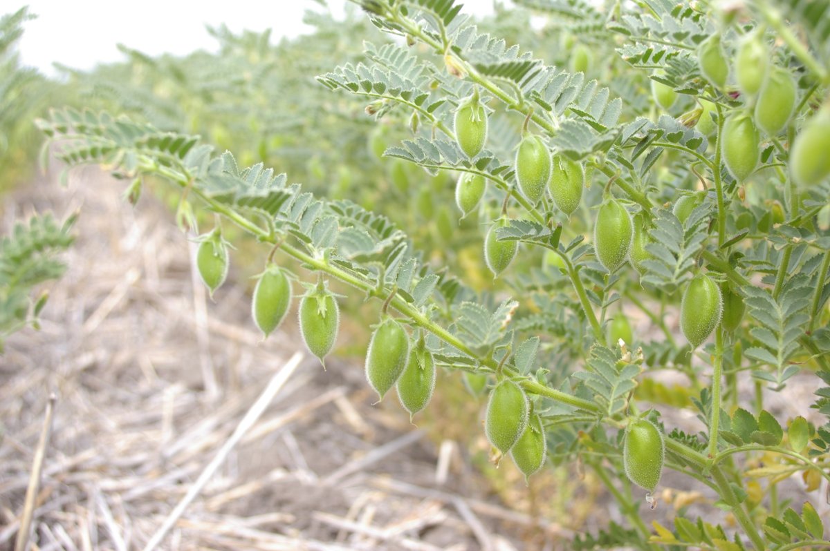 Grains Australia has welcomed India’s suspension of tariffs on Desi chickpeas as a great outcome for both Australia and the Indian pulse market. 

Read our media release: bit.ly/3UljUXu

📷@theGRDC