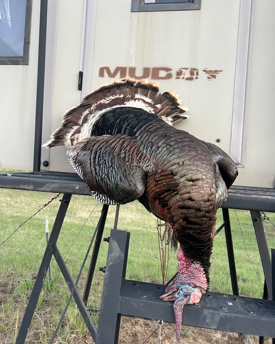 FredEichler's tweet photo. We use Muddy Blinds to hunt a variety of game animals including elk, deer, pronghorn, bear, coyote, and turkey. 

#everythingeichler #fulldrawoutfitters #fredeichler #GoMuddy #springturkey #hunt #hunting #huntingseason #outdoors #gsmoutdoors #muddyblinds https://t.co/PxpZdm2LWT