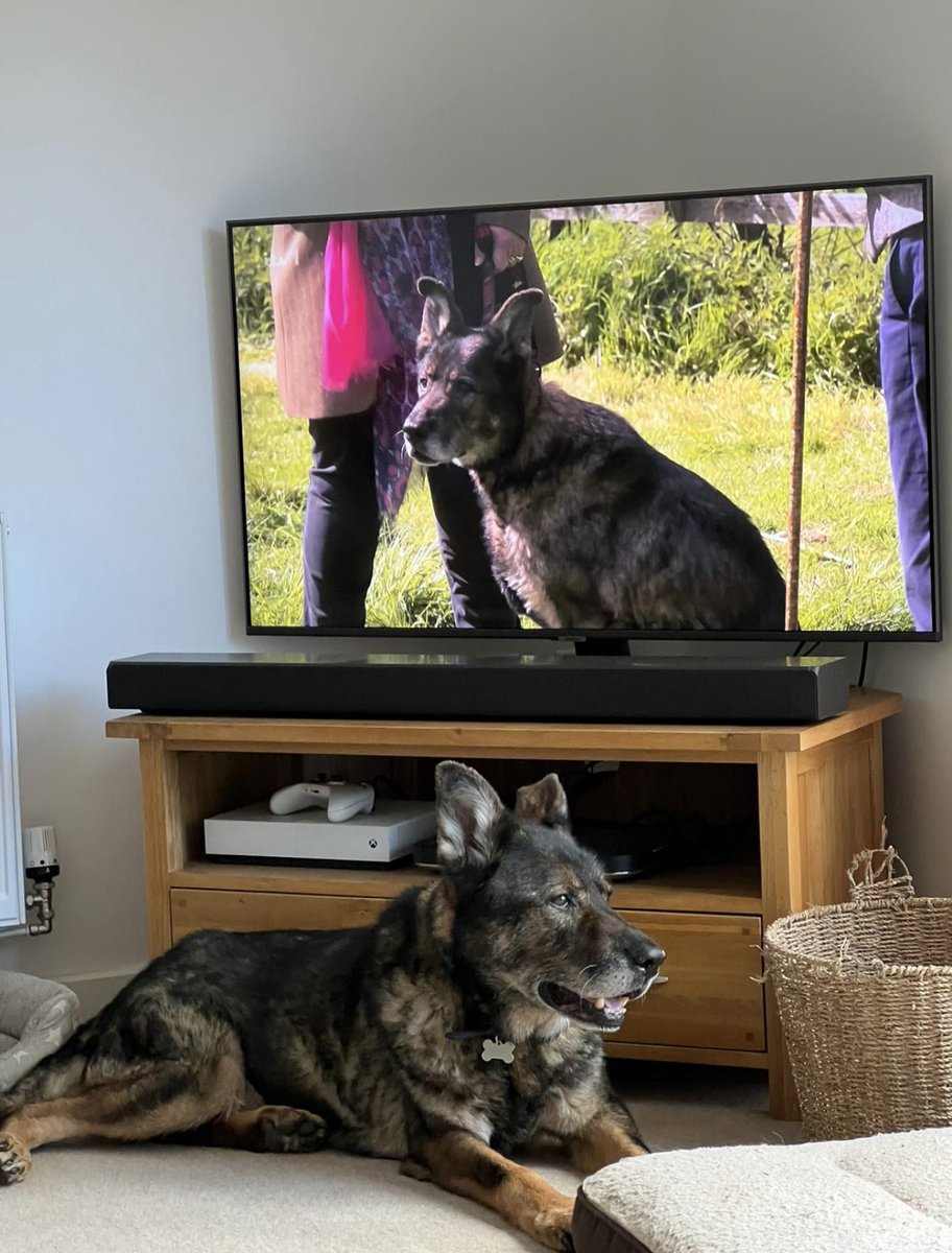 The handsome RPD Bowser from @DC_Police and @DevonPoliceDogs taking his new found fame in his stride.

Catch up with RPD Bowser, and his new friends PD Molly, RPD Kahn, (@DogsHmpps and @hmpbelmarsh) FID Hoodie, and RFID Harvey,  (@HantsFireDogs) on @ITVX with Alan Titchmarsh and…