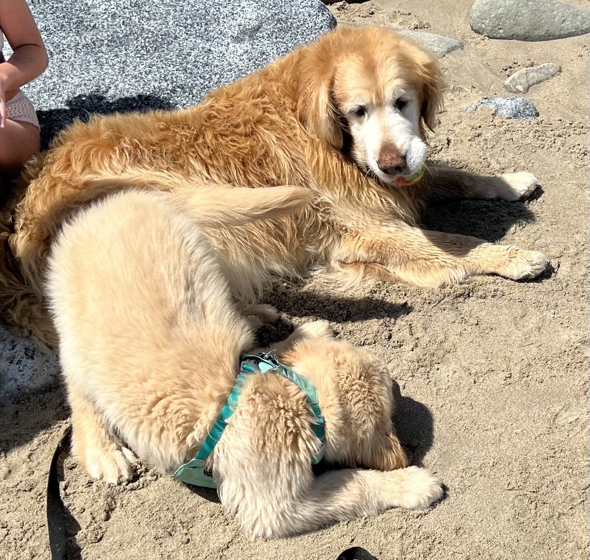 Today I encountered a mini me on the beach. The pup tried his best ploys to get me to play but I wasn’t having it. 🙄 I’m too old son, just let me sit here with my 🎾. He was pretty cute tho.