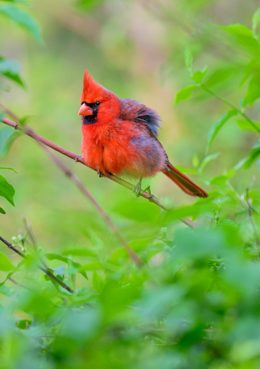 A male Northern Cardinal taking a break from singing to do a floof