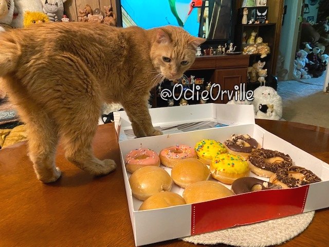 How were your donuts today? 🍩 I had my favorite lemon filled, but there were also pretty Cinco De Mayo ones and Kit Kat ones! 😋🍩