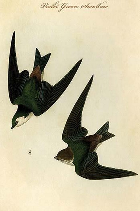 Violet Green Swallow by John James Audubon - Art Print #Animals #Art #posters LEARN MORE-->> postercrazed.com/Violet-Green-S…
#VioletGreenSwallow #JohnJamesAudubon #ArtPrint #NatureArt #Birds #AudubonSociety #WildlifeArt #VintageArt #AudubonPrints #Birdwatching