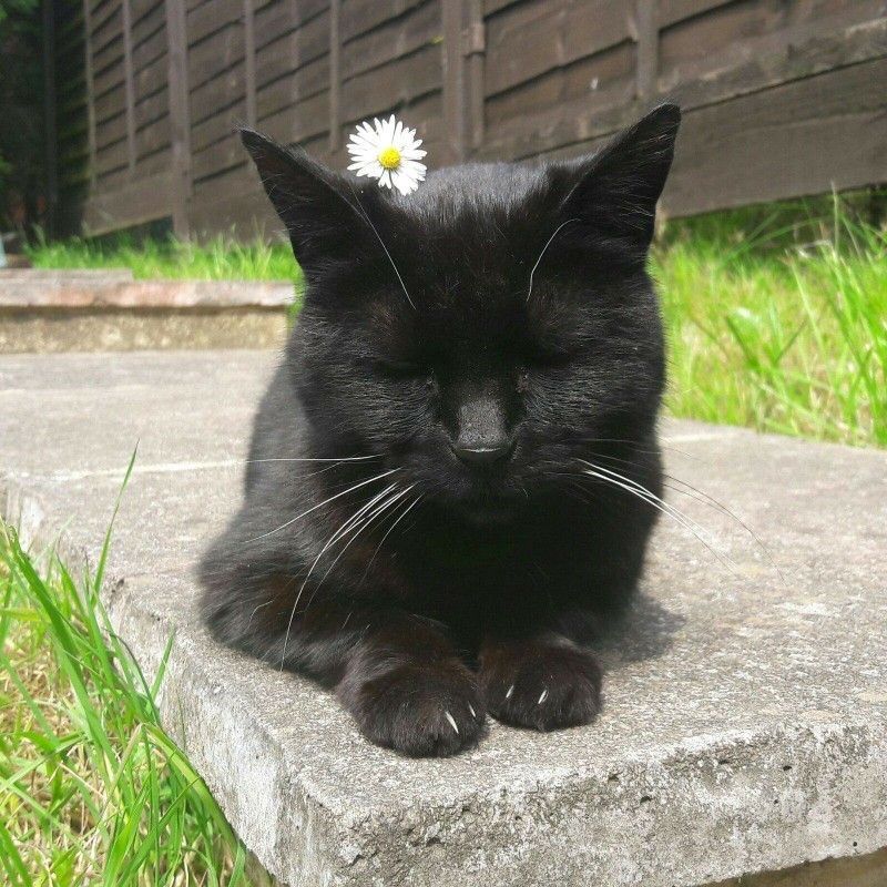 black cats are not bad luck (@visualscat) on Twitter photo 2024-05-05 23:15:01