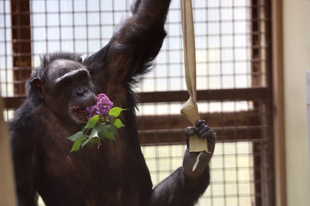 Good Morning! - chimpsnw.org/2024/05/good-m…