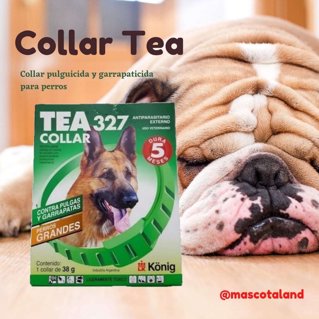 MASCOTALAND1's tweet photo. https://t.co/xl2qI20Kwm