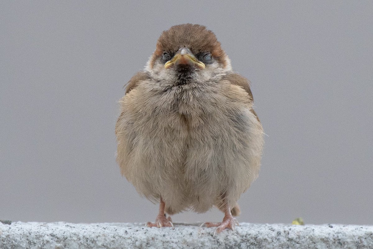 そろそろ子雀さんが見られるかなー？？
去年撮った子雀さんのポヤポヤしてるのが可愛いすぎる。
#スズメ #すずめ #スズメ観測 #ちゅん活 #sparrow #鳥 #野鳥 #野鳥撮影 #野鳥写真  #PENTAX
