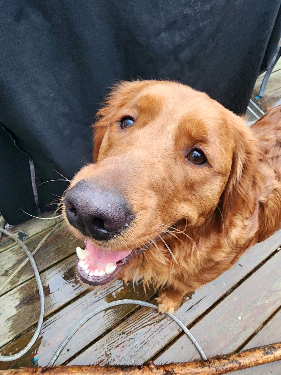 What is Waffles looking at? A squirrel, of course! #dogsoftwitter #goldenretriever